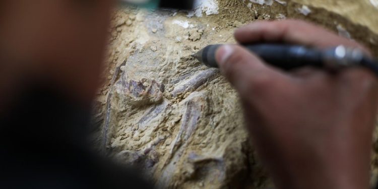 Fas'ta 773 bin yıl öncesine ait insan fosilleri bulundu