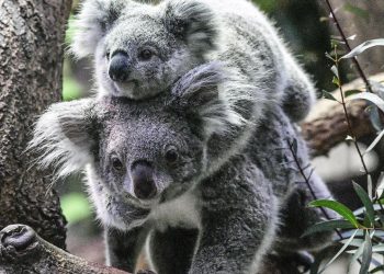 Avustralya'da koala nüfusu krizi: Ekosistemin kapasitesini aşabilir