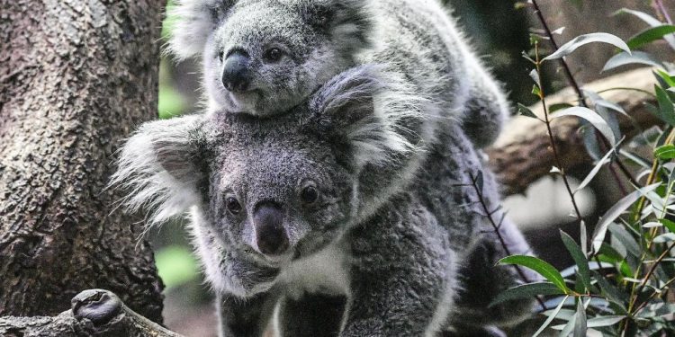 Avustralya'da koala nüfusu krizi: Ekosistemin kapasitesini aşabilir