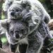 Avustralya'da koala nüfusu krizi: Ekosistemin kapasitesini aşabilir
