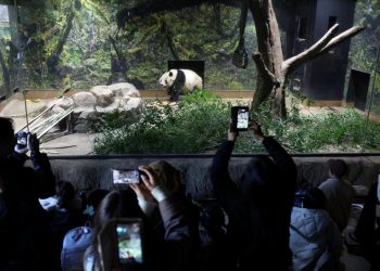 Japonya'da, Çin'e gönderilecek pandalara veda için binlerce kişi hayvanat bahçesine akın etti