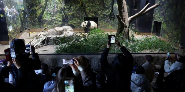 Japonya'da, Çin'e gönderilecek pandalara veda için binlerce kişi hayvanat bahçesine akın etti
