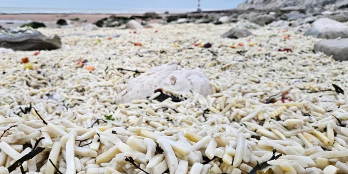 Sahil binlerce patates ve soğanla doldu