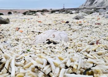 Sahil binlerce patates ve soğanla doldu