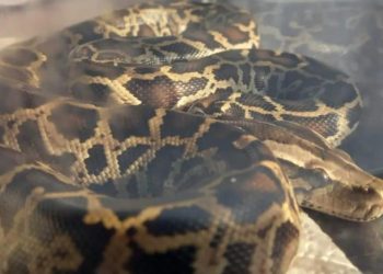 Gece yarısı üzerinde 2,5 metrelik pitonla uyandı