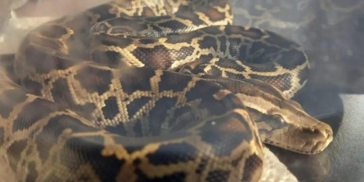 Gece yarısı üzerinde 2,5 metrelik pitonla uyandı