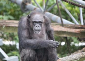 Japonya'da bilişsel becerileriyle tanınan şempanze Ai, 49 yaşında öldü