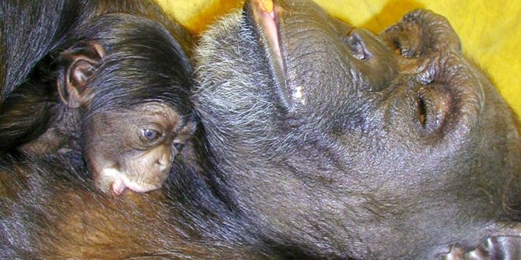 Çince ve İngilizce okuyabilen dahi şempanze Ai 49 yaşında öldü