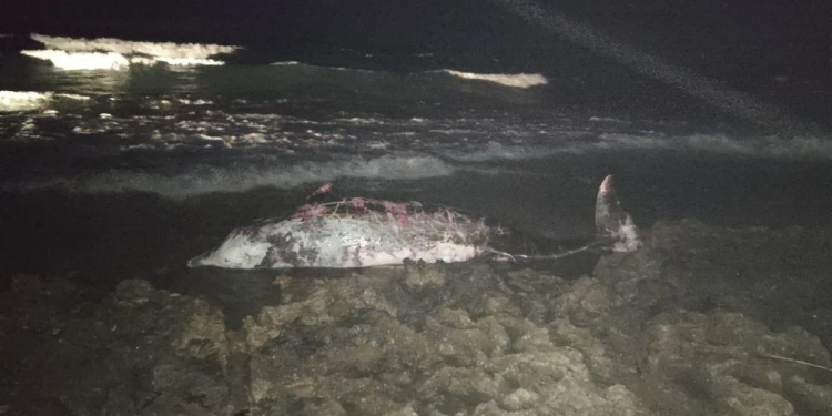 Tatlısu’da 5 metre uzunluğundaki erkek gagalı balina karaya vurdu!