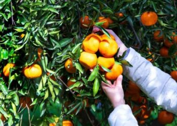 Narenciye Üreticileri Birliği Derneği: Tedbir alınmaması halinde ürün dalında kalabilir