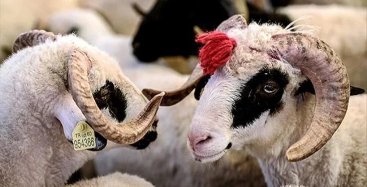 Din İşleri Başkanlığı vekâlet yoluyla kurban kesim bedellerini açıkladı