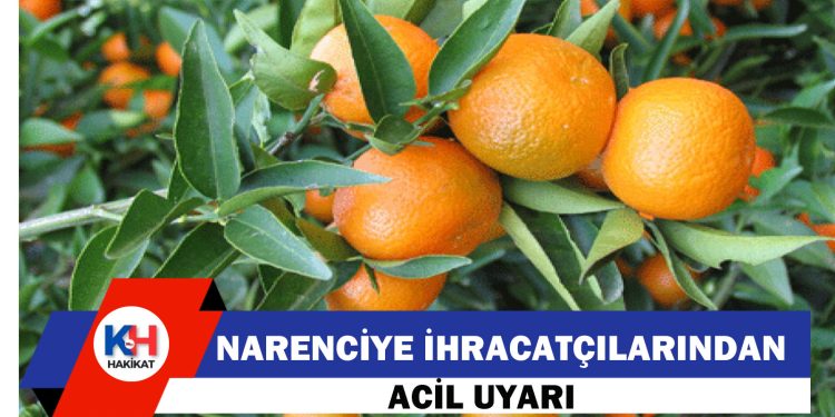 Narenciye İhracatçı Birlikleri: Grev nedeniyle bekletilen ürünler bozulmadan çözüm gerekiyor