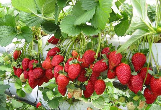 Çilek, fasulye ve biberde limit üstü, domateste tavsiye dışı bitki koruma ürünü tespit edildi