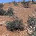 Ramallah’ta zeytinliklere saldırı: 200 ağaç söküldü