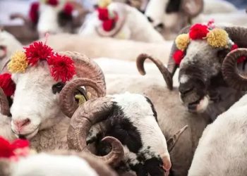 Kanser Hastalarına Yardım Derneği, kurban bağışları için çağrı yaptı