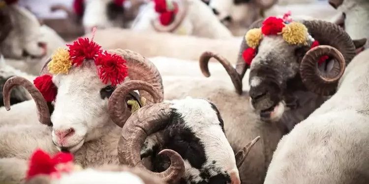 Kanser Hastalarına Yardım Derneği, kurban bağışları için çağrı yaptı