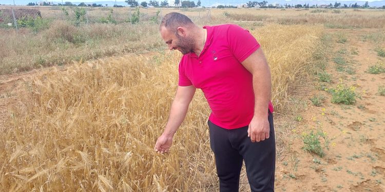 Mormenekşe’deki deneme parsellerinde 4 arpa çeşidi öne çıktı