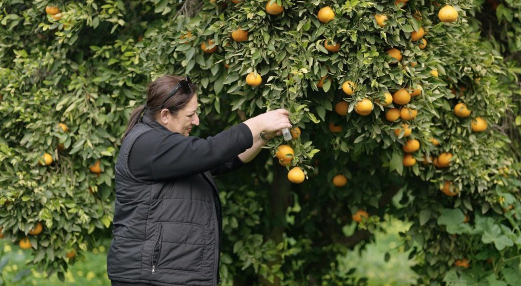 Narenciyede yeşillenme hastalığına karşı başlatılan biyolojik mücadelede başarı…