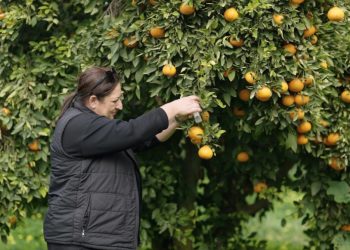 Narenciyede yeşillenme hastalığına karşı başlatılan biyolojik mücadelede başarı…