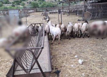 Mehmetçik’te küçükbaş hayvanlar başıboş köpekler nedeniyle telef oldu