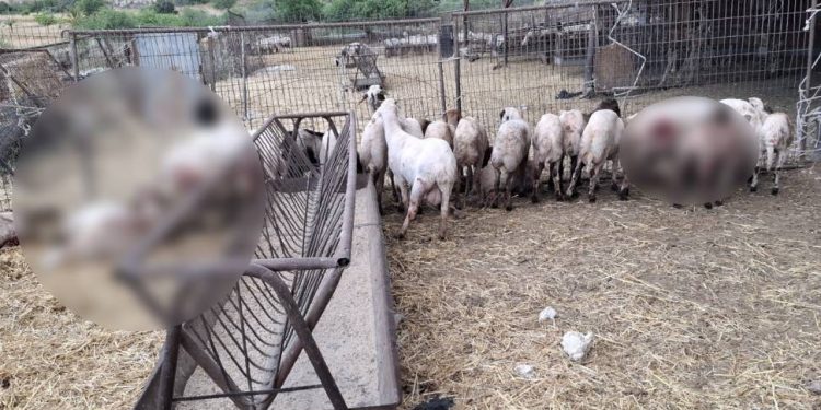 Mehmetçik’te küçükbaş hayvanlar başıboş köpekler nedeniyle telef oldu
