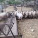 Mehmetçik’te küçükbaş hayvanlar başıboş köpekler nedeniyle telef oldu