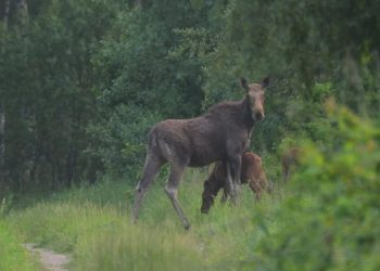 Çernobil’de vahşi yaşam şaşırttı: İnsanların terk ettiği bölgede hayvanlar çoğaldı