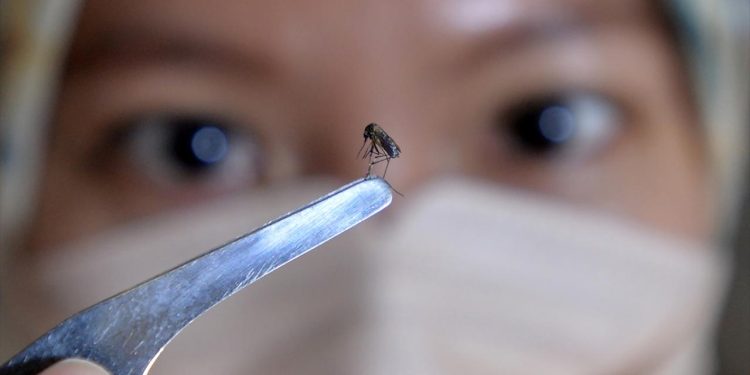 Google’dan doğaya müdahale: 32 milyon laboratuvar sineği serbest kalacak