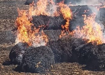 Hamitköy ve Haspolat’ta yangın: 65 ağaç ile buğday tarlası ve balyalar yandı