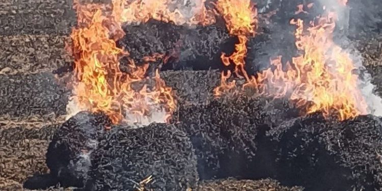 Hamitköy ve Haspolat’ta yangın: 65 ağaç ile buğday tarlası ve balyalar yandı