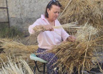 Serdarlı’da Sele-Sepet örücülüğünün ham maddesi için hasat mesaisi başladı
