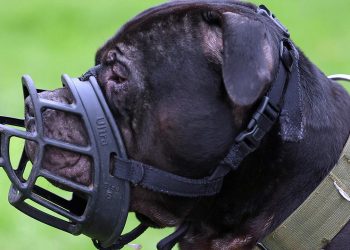 İngiltere, 12 yaş altı çocukların köpeklerle yalnız bırakılmasını yasaklamaya hazırlanıyor