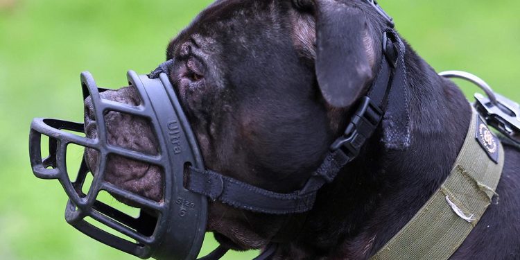 İngiltere, 12 yaş altı çocukların köpeklerle yalnız bırakılmasını yasaklamaya hazırlanıyor