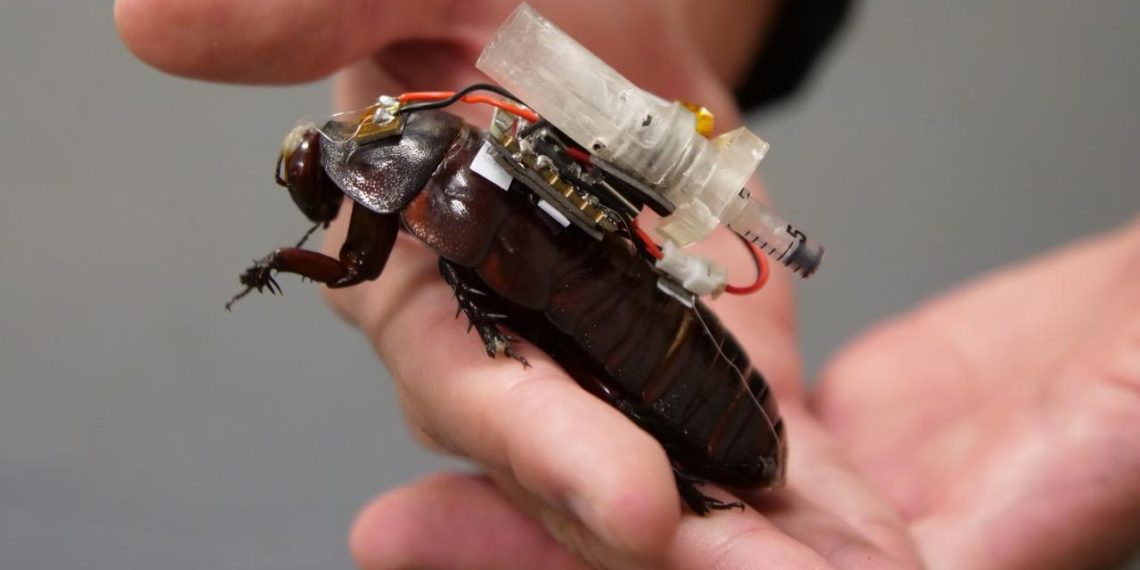 Bu hamam böceği bir gün hayatınızı kurtarabilir
