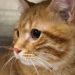 Kaybolan kedi, 10 yıl sonra evine geri döndü