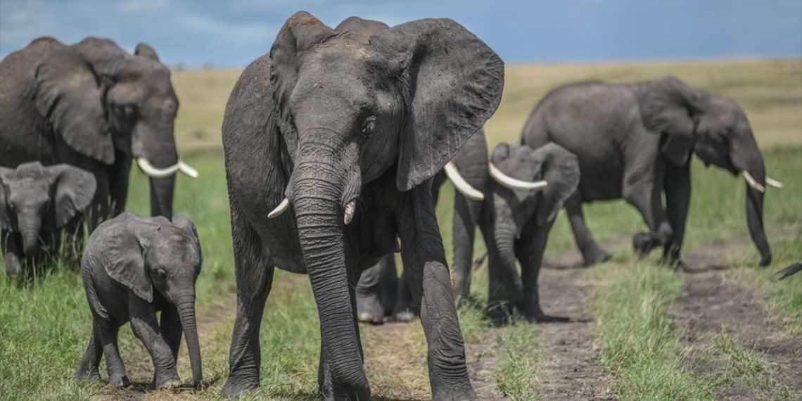 Kenya’da Amboseli Milli Parkı ve çevresinde ölen fillerin sayısı 17’ye yükseldi
