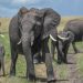 Kenya’da Amboseli Milli Parkı ve çevresinde ölen fillerin sayısı 17’ye yükseldi