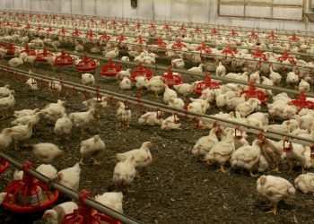 Kuş gribi yayılıyor: Avustralya kümes hayvanlarını kapalı alanlara taşıyor