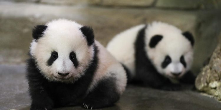 Panda diplomasisi geri döndü: Birkaç gün içinde ulaşacaklar