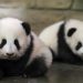 Panda diplomasisi geri döndü: Birkaç gün içinde ulaşacaklar