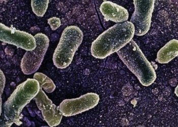 Belçika’daki Salmonella salgınında vaka sayısı 318’e yükseldi.