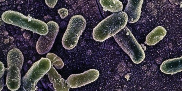 Belçika’daki Salmonella salgınında vaka sayısı 318’e yükseldi.
