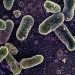 Belçika’daki Salmonella salgınında vaka sayısı 318’e yükseldi.