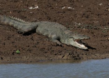 Singapur’da sahte timsah görüntüsü başına iş açtı