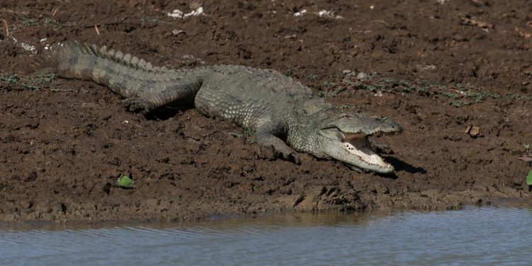 Singapur’da sahte timsah görüntüsü başına iş açtı