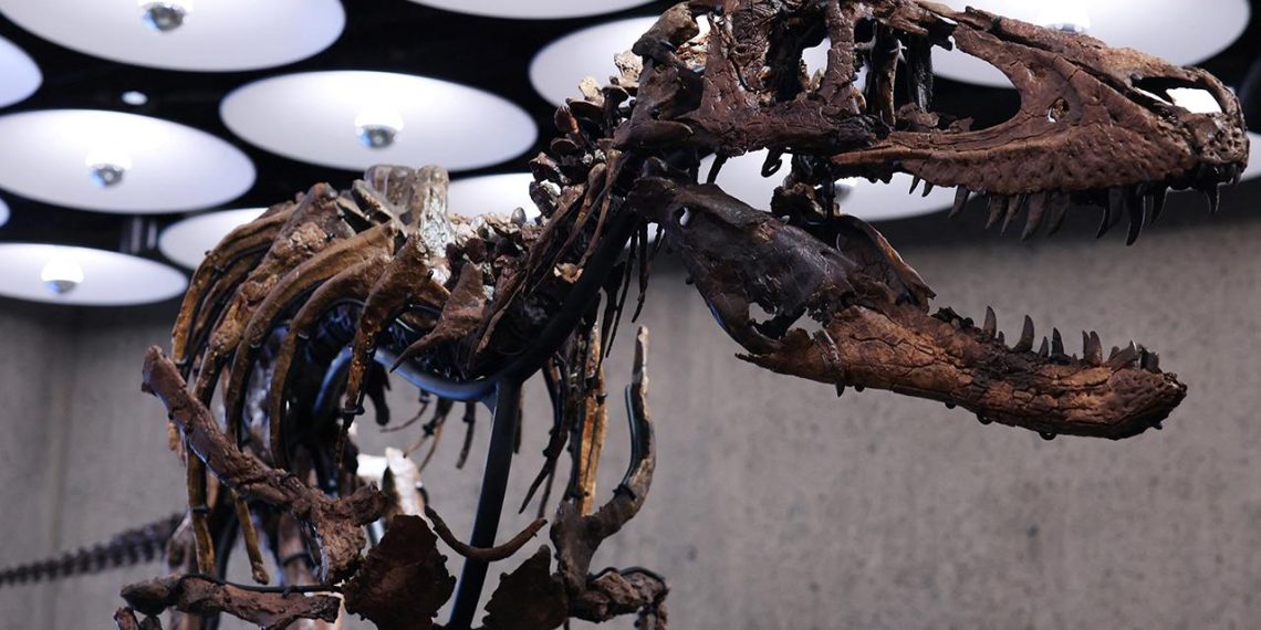 New York’taki müzayedede Nanotyrannus iskeleti 47,3 milyon dolara satıldı