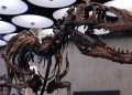 New York’taki müzayedede Nanotyrannus iskeleti 47,3 milyon dolara satıldı