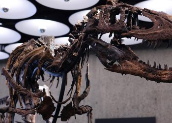 New York’taki müzayedede Nanotyrannus iskeleti 47,3 milyon dolara satıldı
