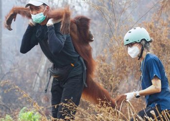 Endonezya’da yangın alarmı: Orangutanları kurtarmak için zamanla yarış