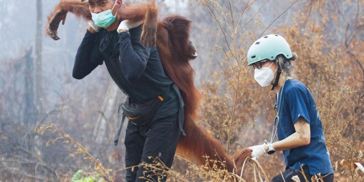 Endonezya’da yangın alarmı: Orangutanları kurtarmak için zamanla yarış